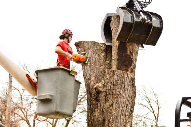 Best Palm Tree Trimming  in Byron, MN